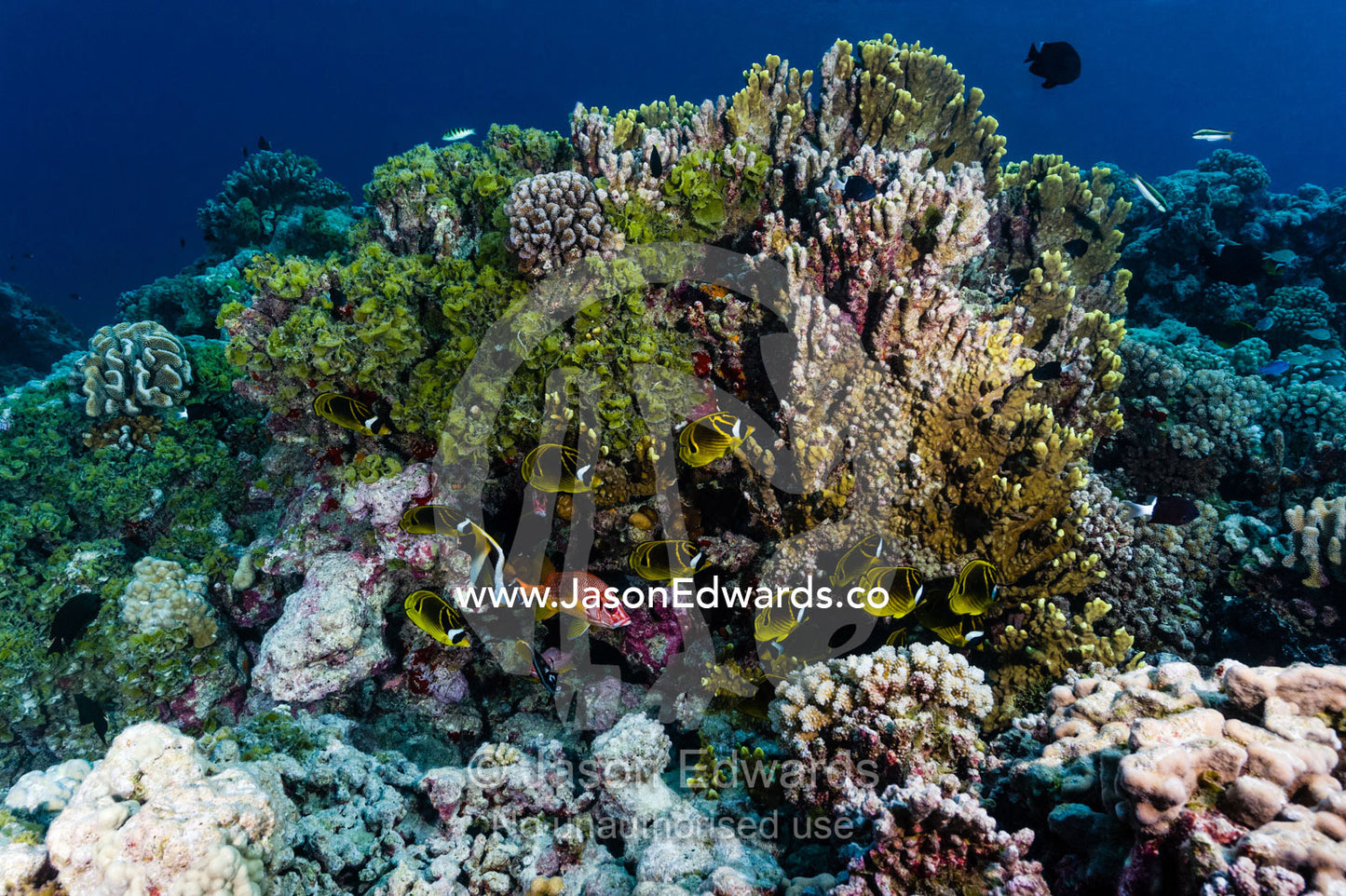 A school of Racoon Butterflyfish, Chaetodon lunula, shoaling in a coral reef garden. Tahanea Atoll, Tuamotu Archipelago, French Polynesia