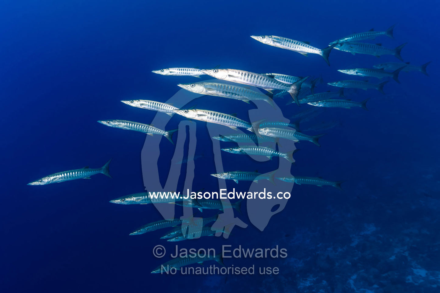 A shoal of Blackfin Barracuda, Sphyraena qenie, hunting for prey along a coral reef. Tahanea Atoll, Tuamotu Archipelago, French Polynesia