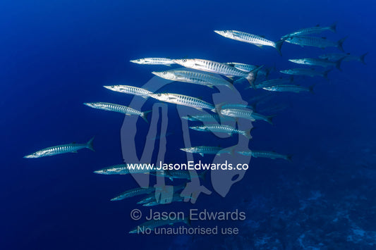 A shoal of Blackfin Barracuda, Sphyraena qenie, hunting for prey along a coral reef. Tahanea Atoll, Tuamotu Archipelago, French Polynesia