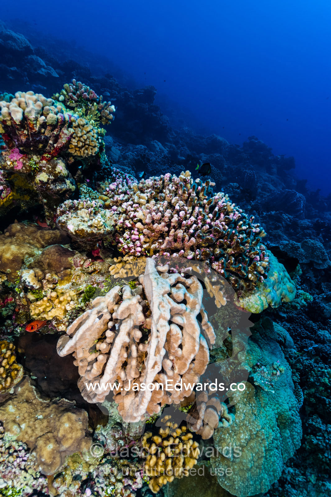 A Pavona stony coral colony on the slopes of a coral reef. Tahanea Atoll, Tuamotu Archipelago, French Polynesia