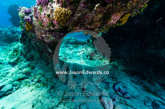 Corals and sponges decorate an undersea arch in a coral reef. Niau Atoll, Tuamotu Archipelago, French Polynesia
