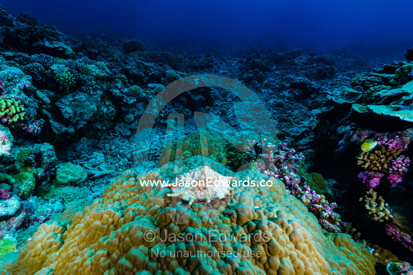 An abandoned conch shell resting on a hard coral in a reef. Niau Atoll, Tuamotu Archipelago, French Polynesia