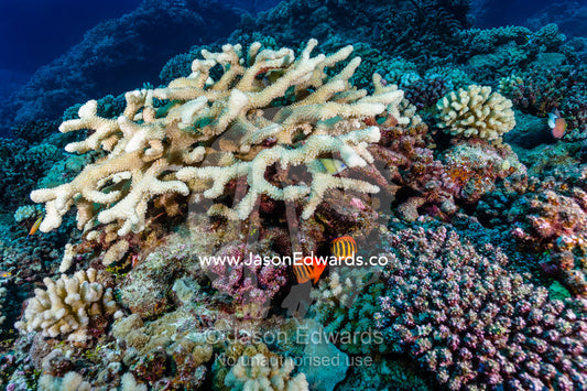 A pair of Flame Angelfish, Centropyge loriculus, sheltering beneath a hard coral. Makatea Atoll, Tuamotu Archipelago, French Polynesia