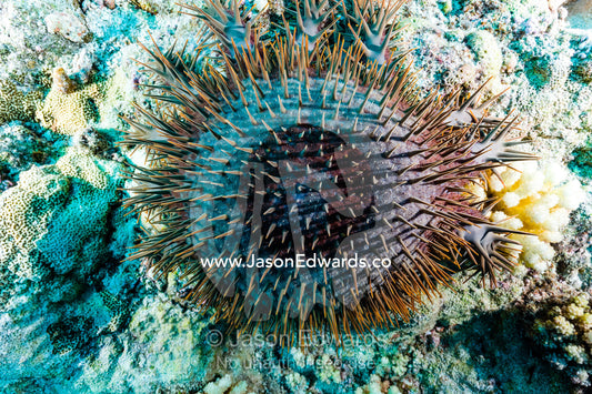 A feral pest the venomous Crown-of-thorns Seastar, Acanthaster planci, feeds on coral reef polyps. Makatea Atoll, Tuamotu Archipelago, French Polynesia