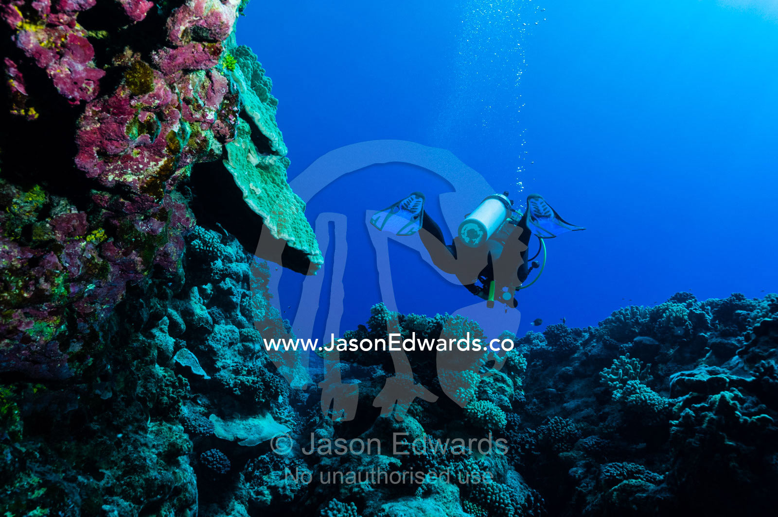 A scuba diver swimming above a coral reef with fins. Makatea Atoll, Tuamotu Archipelago, French Polynesia