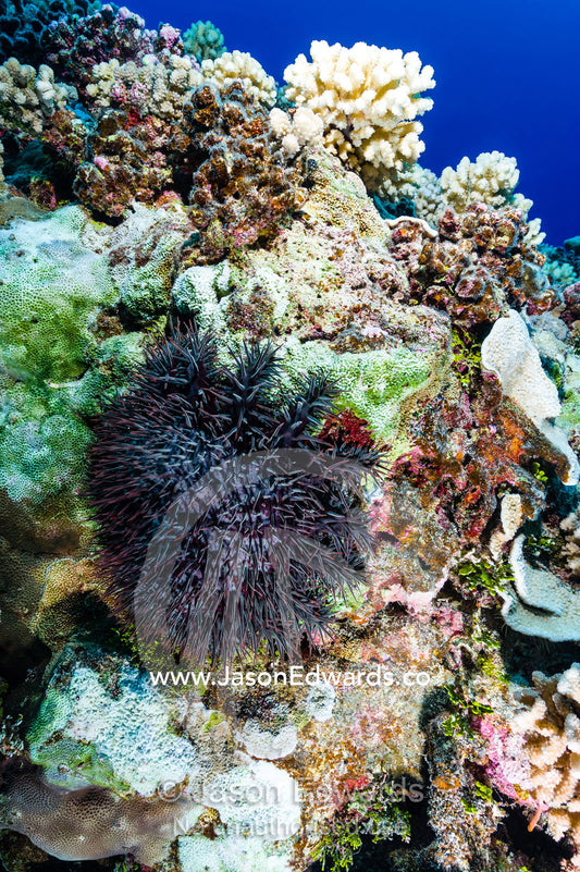 A feral pest the venomous Crown-of-thorns Seastar, Acanthaster planci, feeds on coral reef polyps. Makatea Atoll, Tuamotu Archipelago, French Polynesia