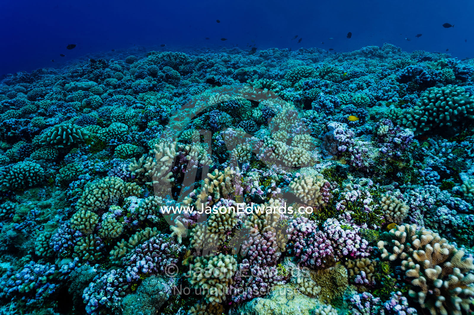 A healthy and colourful hard coral garden encrusts a tropical reef overlooking deep water. Makatea Atoll, Tuamotu Archipelago, French Polynesia