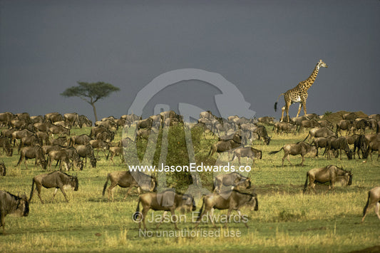Giraffe and wildebeests roam the landscape. Masai Mara National Park, Kenya.