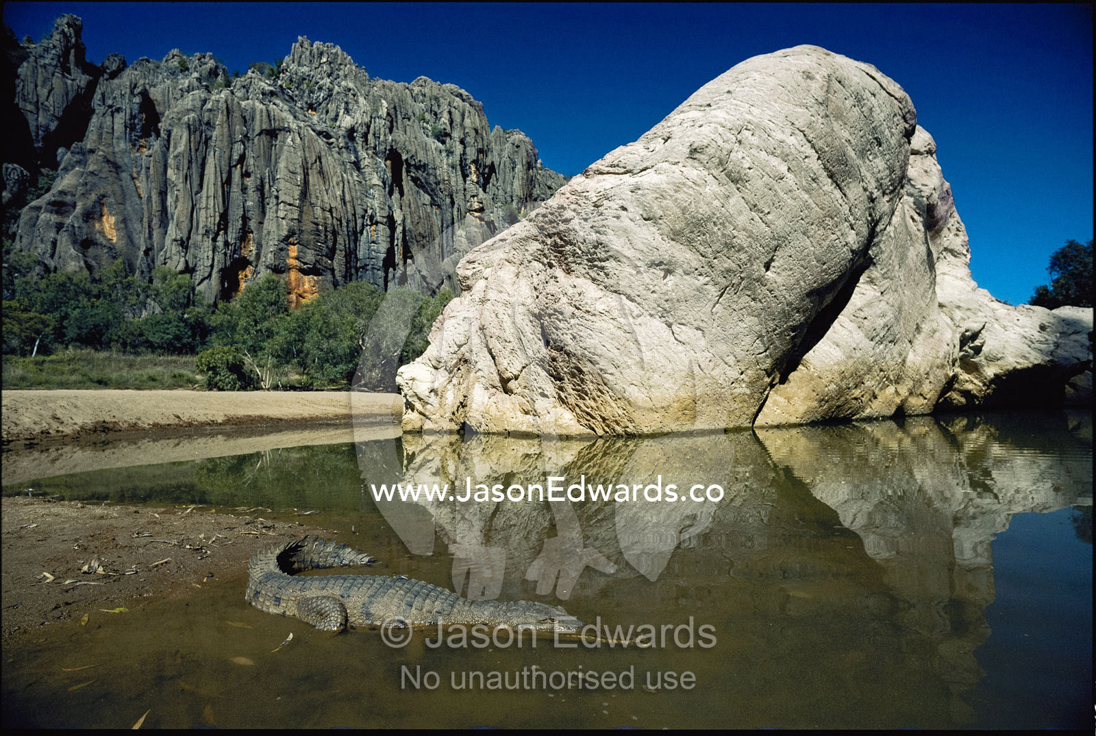 A Johnstone crocodile (Crocodylus johnstoni) slivers into a lake. Windjana Gorge National Park, Western Australia.