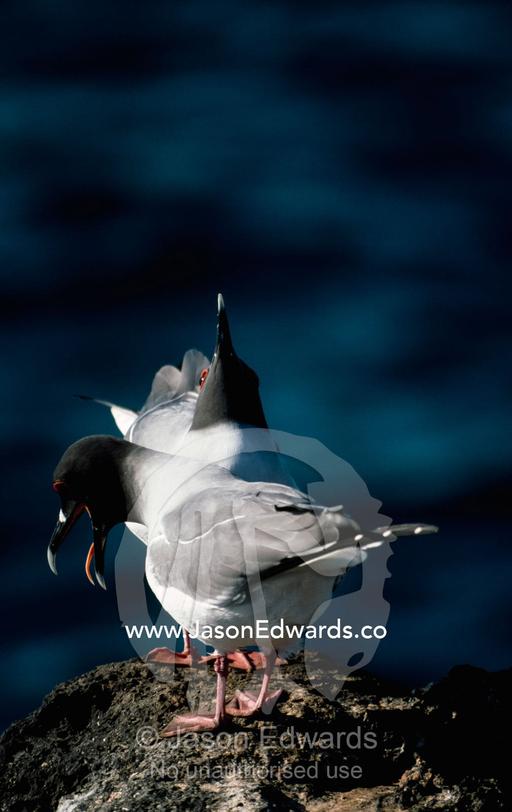 Courting nocturnal swallow-tailed gulls on a cliff. North Seymour Island, Galapagos Islands, Ecuador.