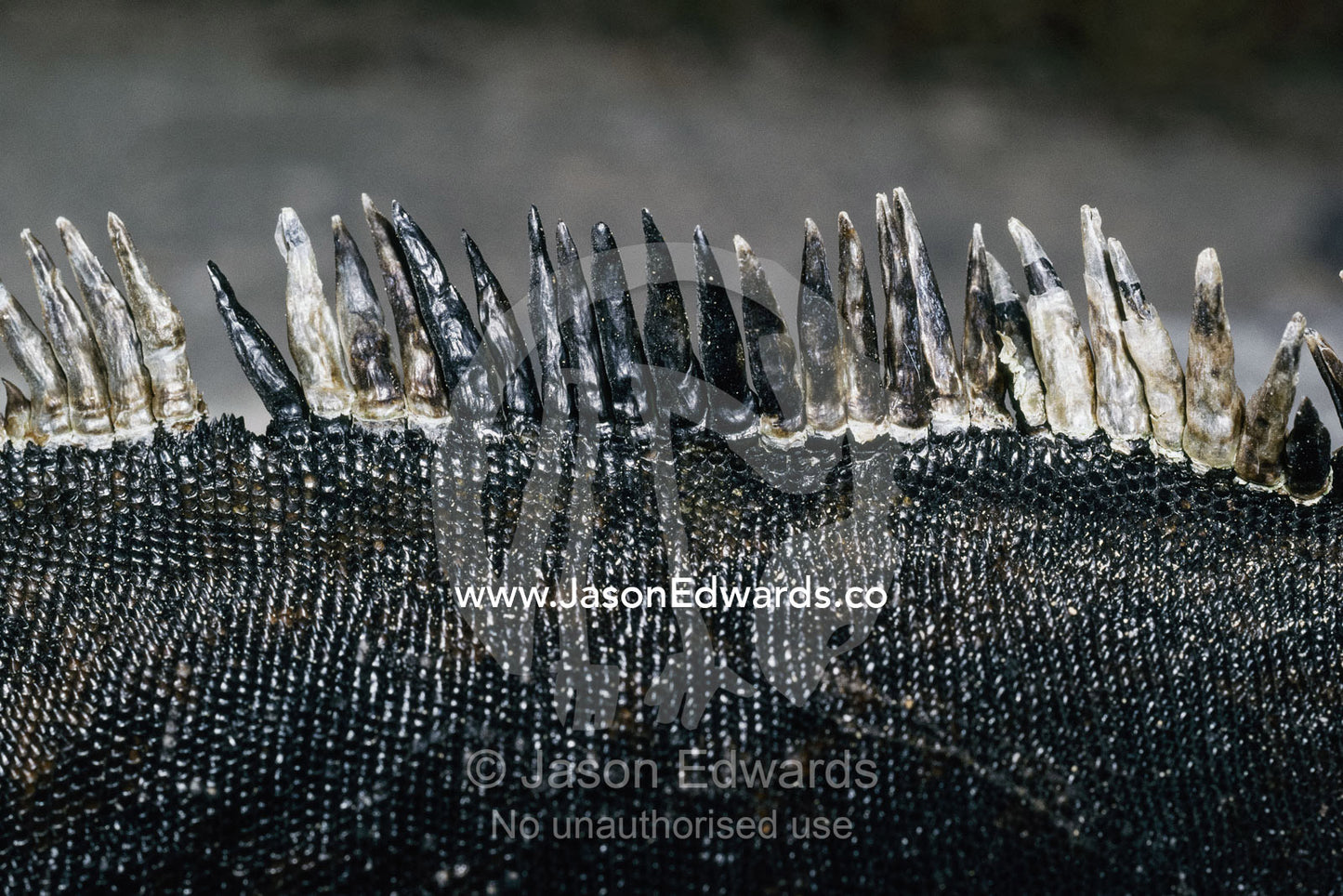 Close-view of the scales of a marine iguana (Amblyrhynchus cristatus). Espanola Island, Galapagos Islands, Ecuador.