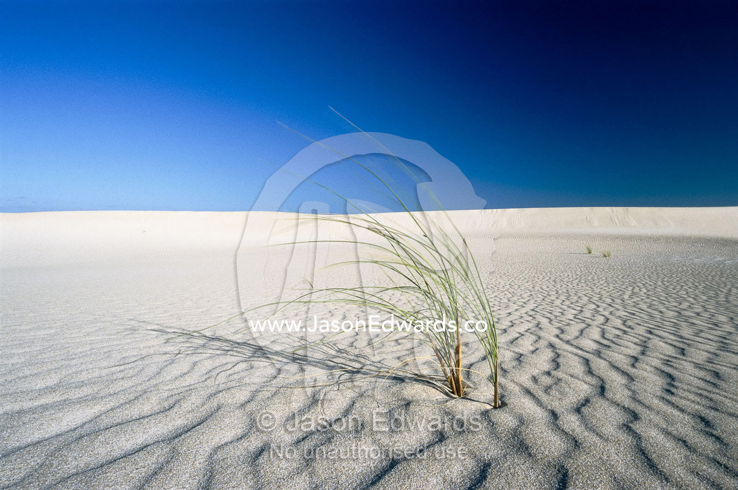 Grasses sprout up from the desert landscape. Little Sahara National Park, Kangaroo Island, Australia.
