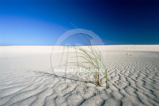 Grasses sprout up from the desert landscape. Little Sahara National Park, Kangaroo Island, Australia.