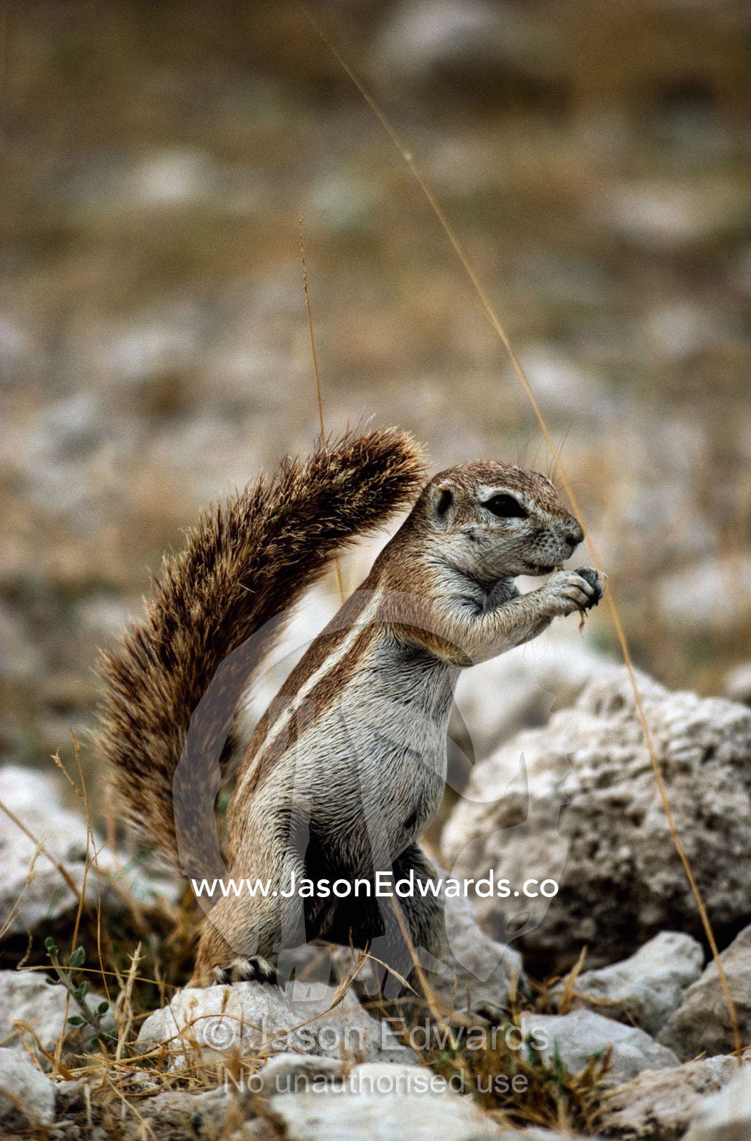 A cape ground squirrel (Xerus inauris) nibbles on a morsel of food. Etosha National Park, Namibia.