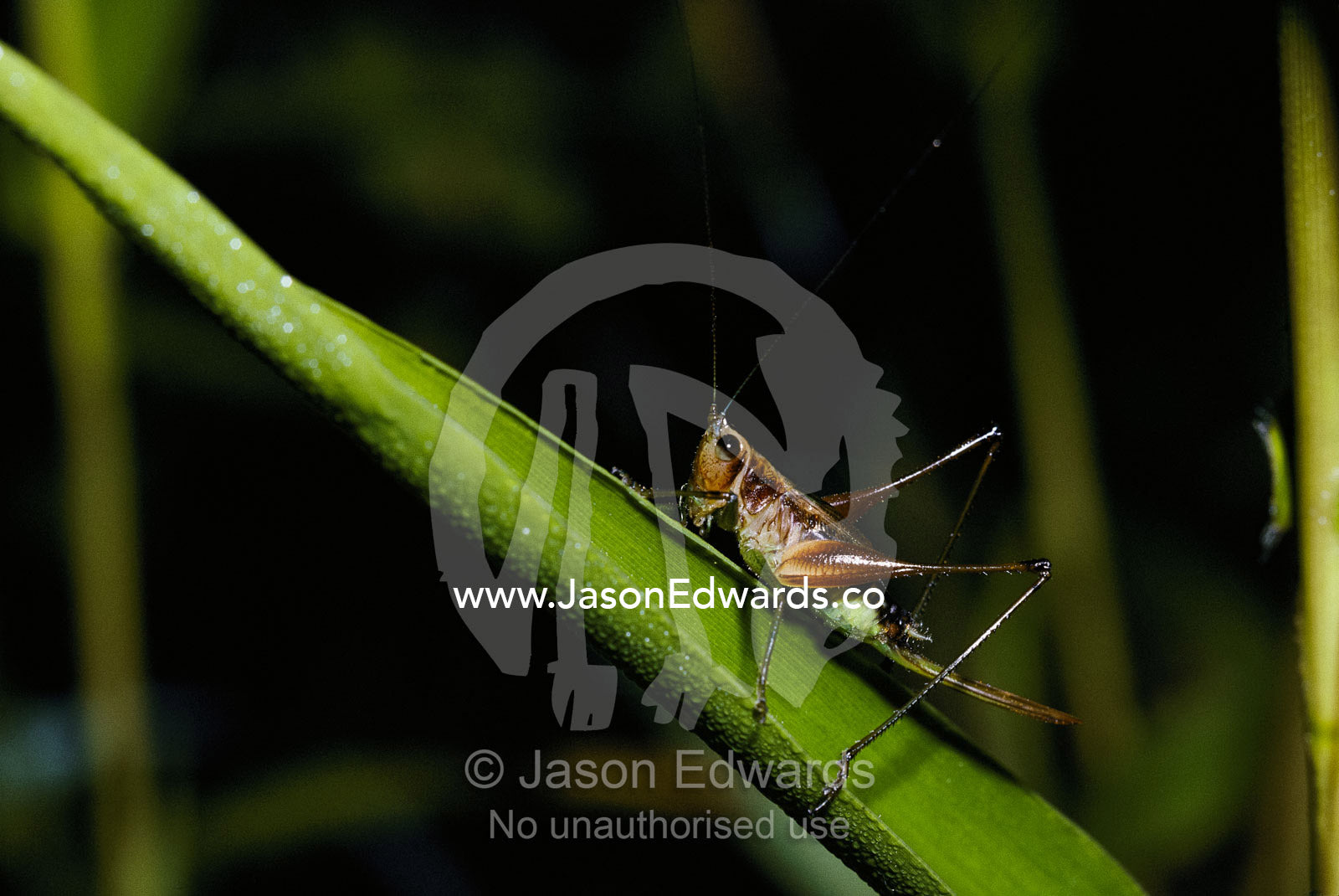 A cricket rests on a grass stem after a rain storm. Amazon River Basin, Northern Peru.