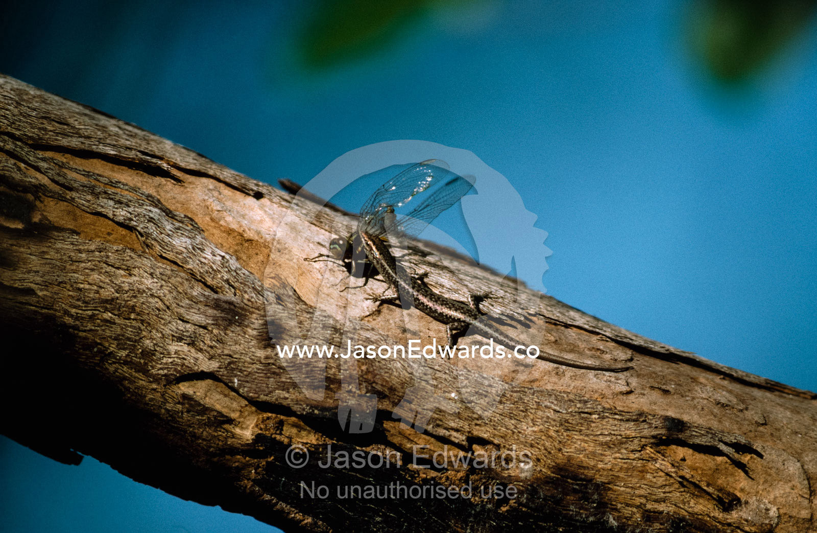 A spiny-palmed shinning-skink eats a dragonfly it has caught. Kakadu National park, Northern Territory, Australia.