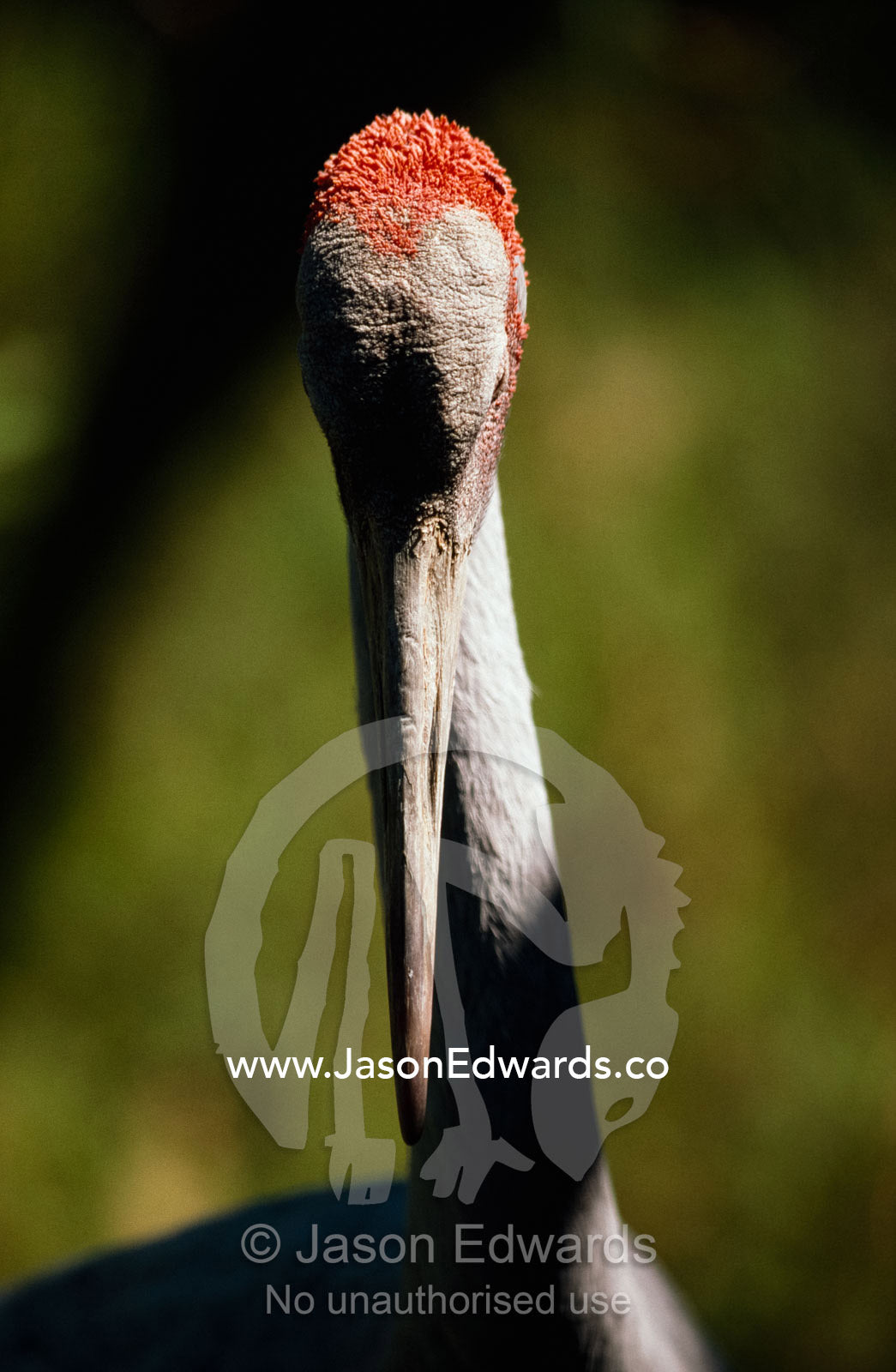 A close-view animal portrait of a Brolga bird (Grus rubicundus). Kakadu National Park, Northern Territory, Australia.