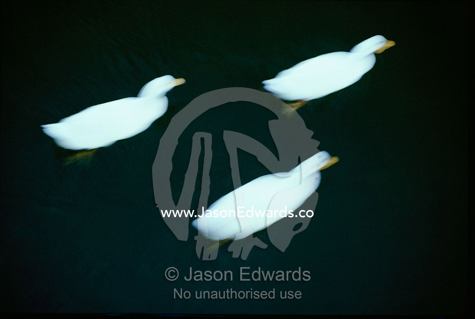 A trio of pekin ducks dart through the waters. Near Launceston, Tasmania, Australia.