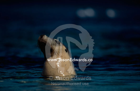 An Australian sea lion pops its head out above the water surface. Jones Island, South Australia, Australia