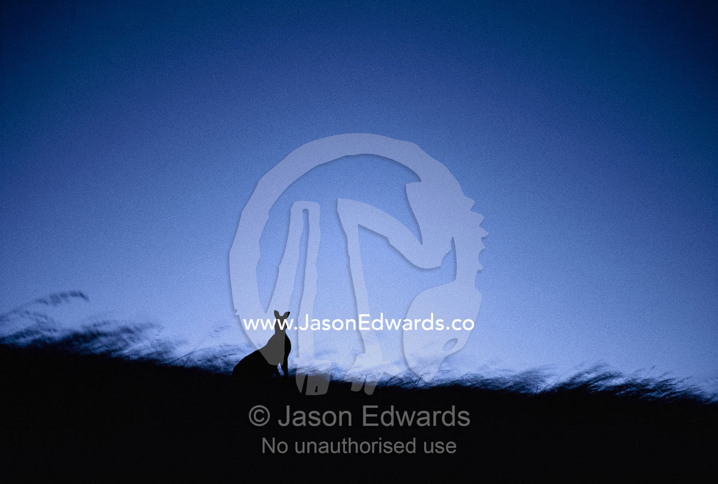 Twilight view of kangaroo in silhouette on Kangaroo Island, Australia. Kangaroo Island, Australia.