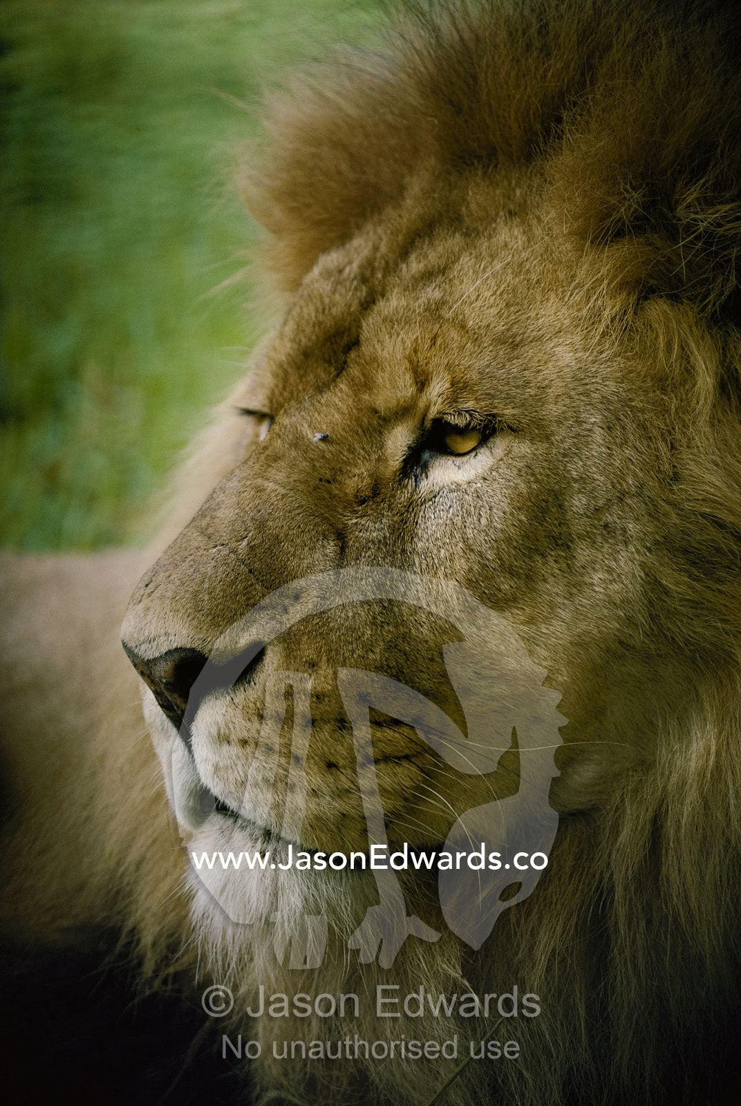 The king of kings, portrait of a male lion in his prime. Masai Mara National Park, Kenya.