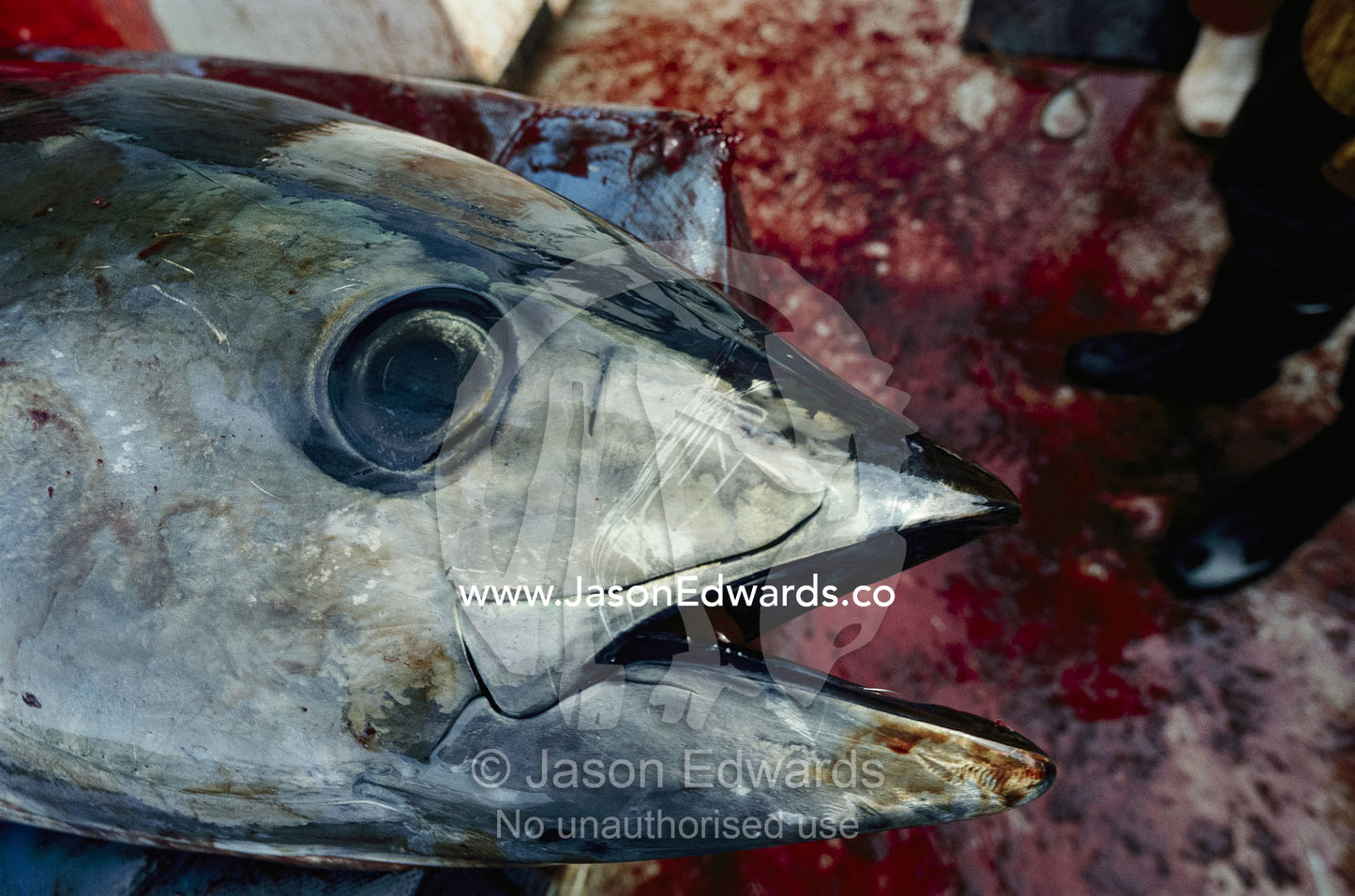 A captured southern bluefin tuna fish (Thunnus thynnus). Port Lincoln, South Australia