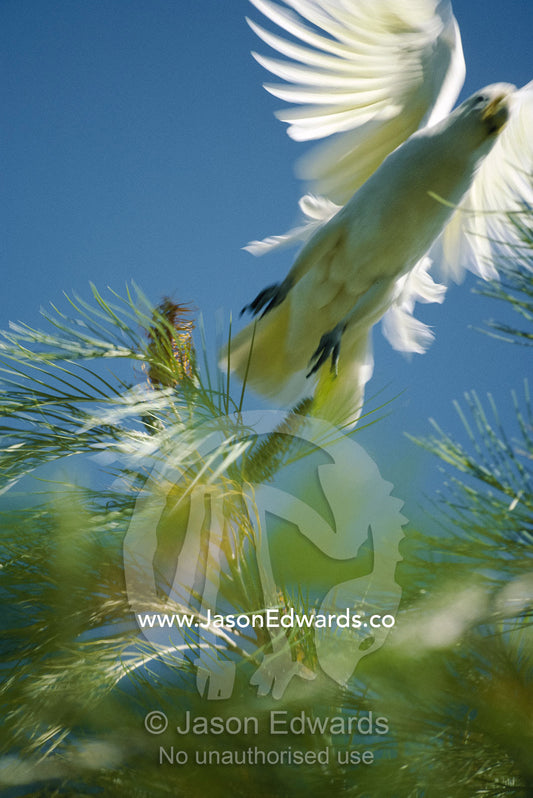 Close view of a little corella cockatto taking flight from pine tree. Kimberly Ranges, Western Australia.