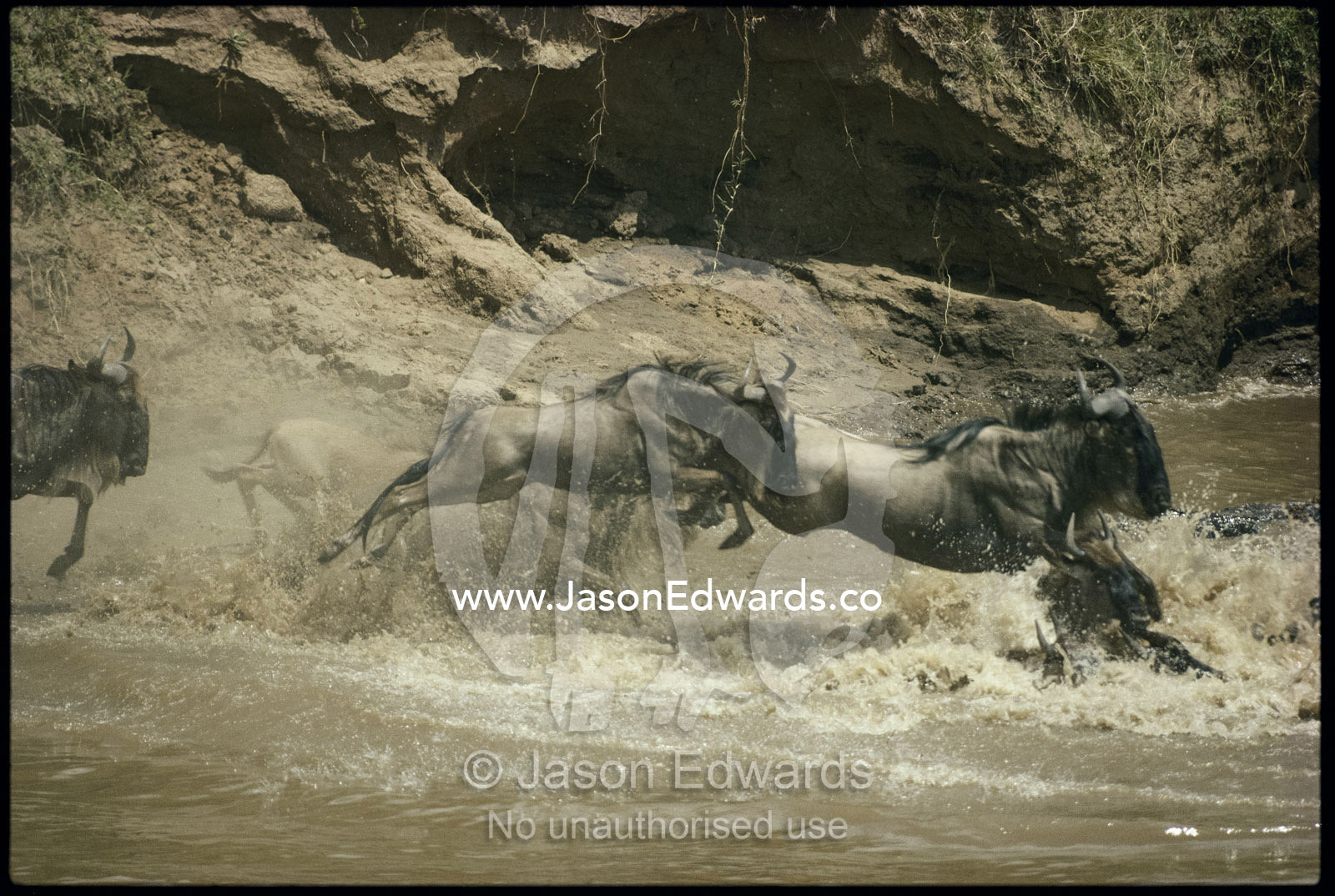 Wildebeest herd trample into the Mara River to swim to fresh grasses. Mara River, Kenya.