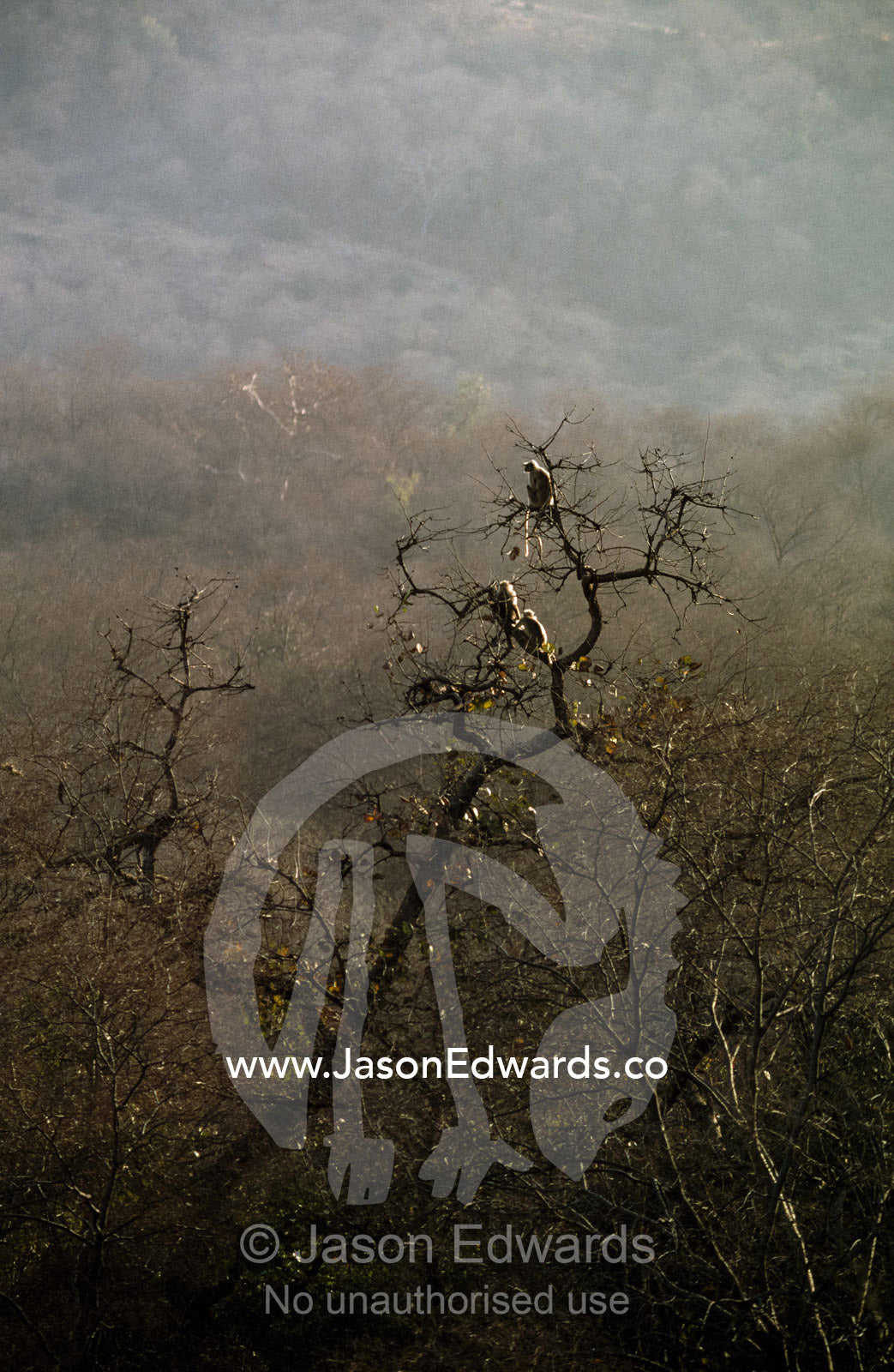 Hanuman monkeys sit perched on tree branches in pre-dawn misty light. Ranthambhor National Park, India.