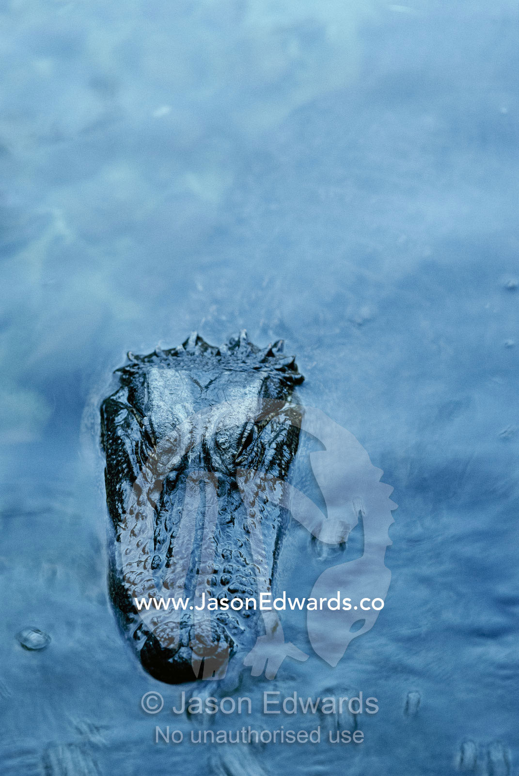 An American alligator (Alligator mississippiensis) surfaces. Zoological Board of Western Australia, Perth Zoo, Australia.
