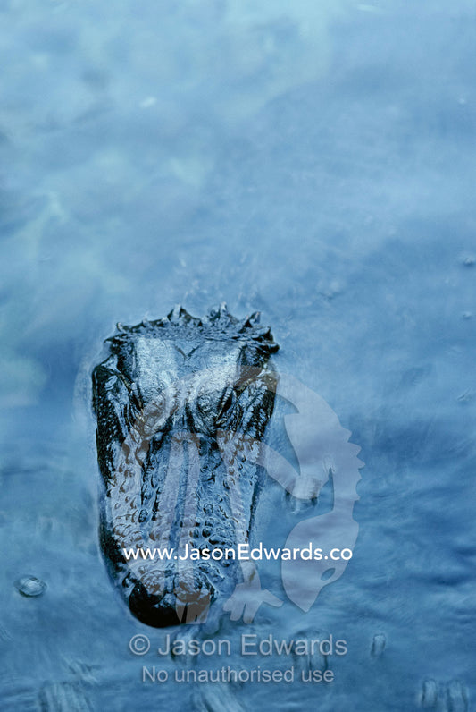 An American alligator (Alligator mississippiensis) surfaces. Zoological Board of Western Australia, Perth Zoo, Australia.