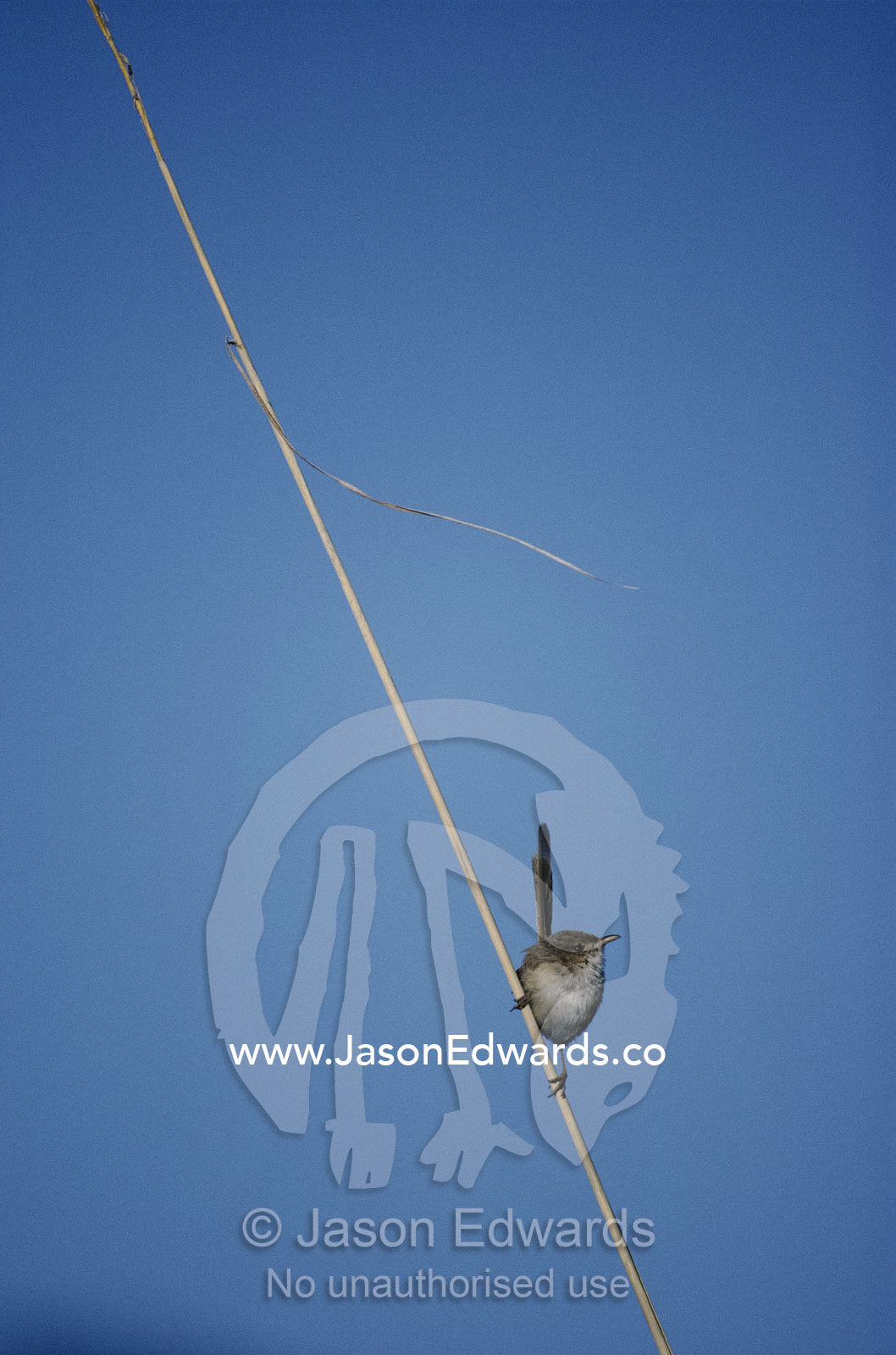 A red-backed fairy wren lands on a line. Timber Creek, Kimberley Ranges, Western Australia, Australia