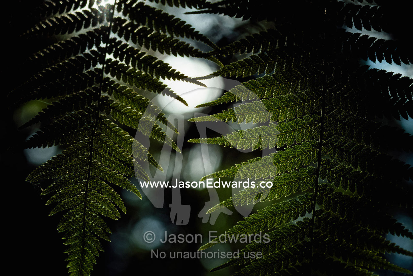 Close view of Australian tree fern fronds in a eucalyptus forest. Dandenong Ranges National Park, Victoria, Australia.