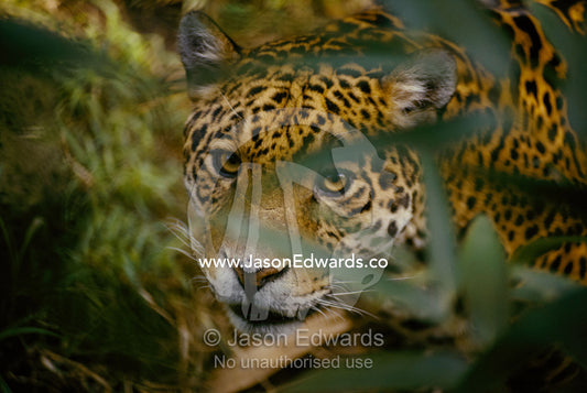 Jaguar (panthera onca), stalking, peers through leaves at the camera. Pantanal Swamps, Brazil.
