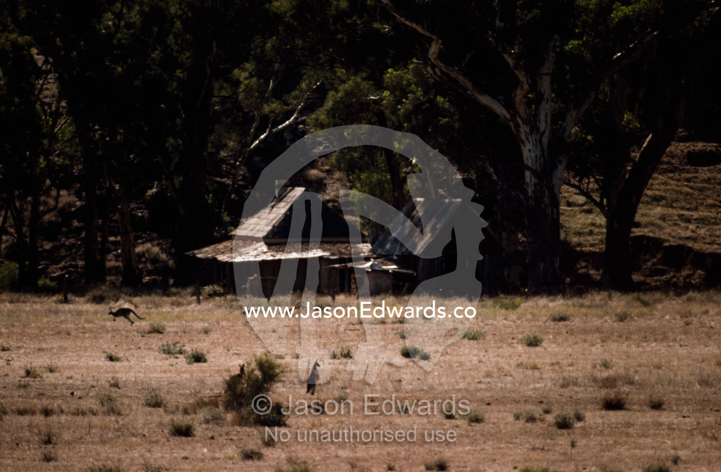 Red kangaroos graze the landscape of an abandoned homestead. Flinders Range, South Australia, Australia.