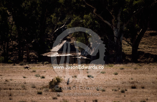 Red kangaroos graze the landscape of an abandoned homestead. Flinders Range, South Australia, Australia.