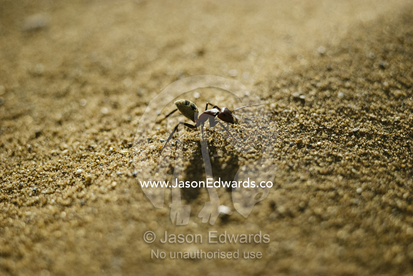 A long-legged dune ant holds its body high above the heat of the sand. Great Southern Dune Field, Namibia.