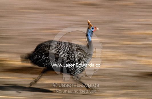 Panned view of a running helmeted guineafowl (Numida meleagris). Moremi National Park, Botswana.