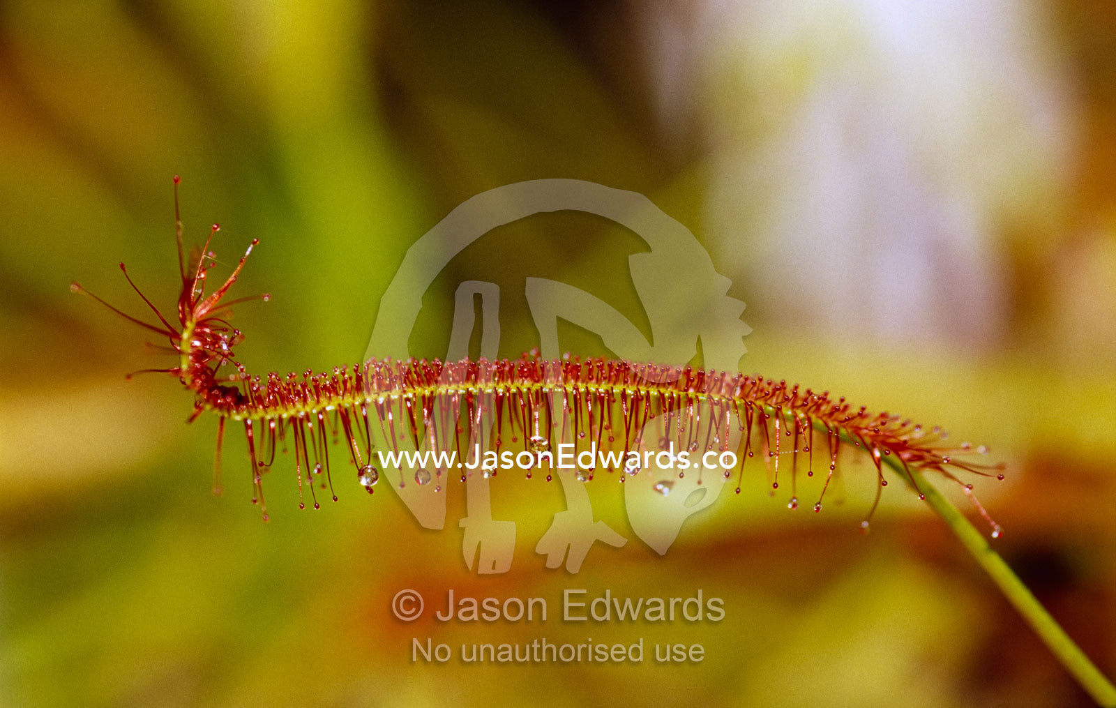 The gland-tipped tentacles of a sundew plant enfold prey. Melbourne, Victoria, Australia.