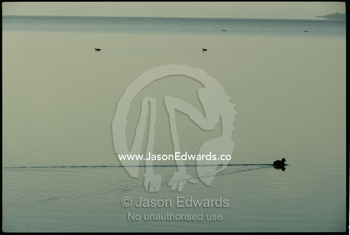 Eurasian coots swim through still waters in a pre-dawn mist. Wilson Inlet, Denmark, Western Australia, Australia.