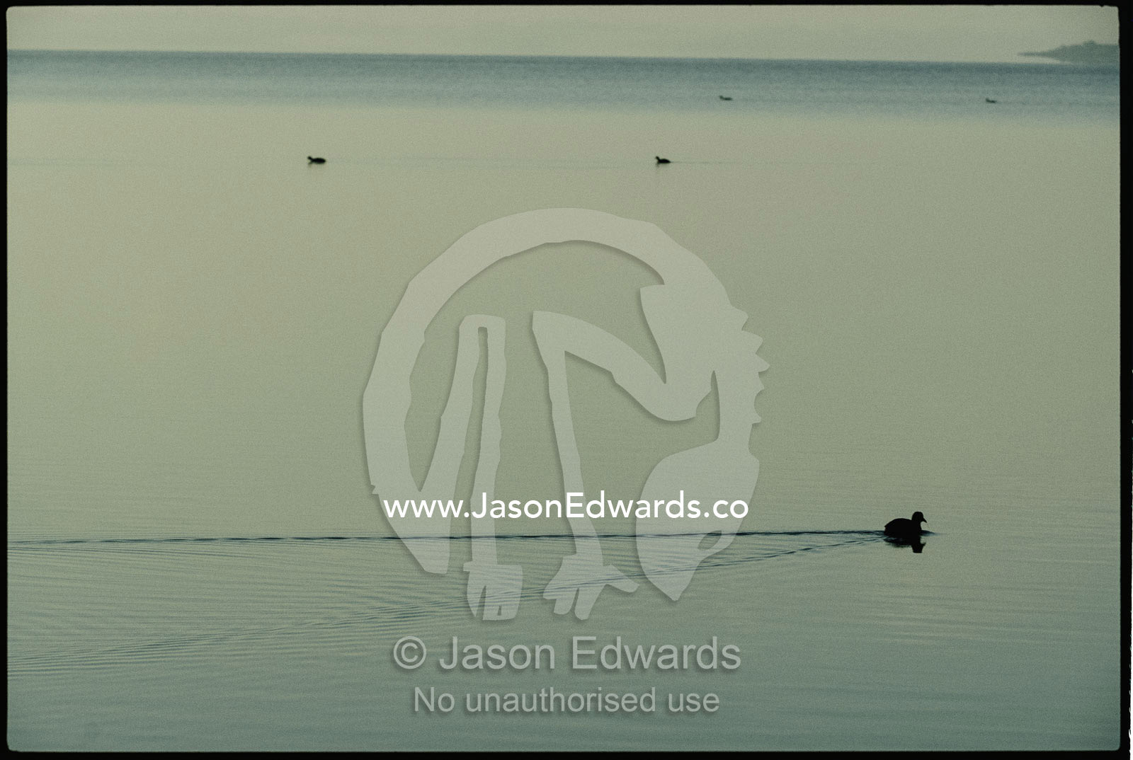 Eurasian coots swim through still waters in a pre-dawn mist. Wilson Inlet, Denmark, Western Australia, Australia.