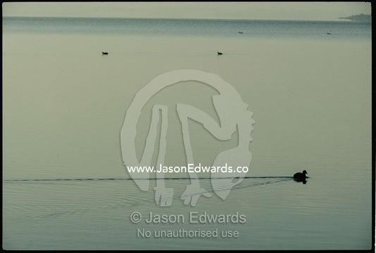 Eurasian coots swim through still waters in a pre-dawn mist. Wilson Inlet, Denmark, Western Australia, Australia.