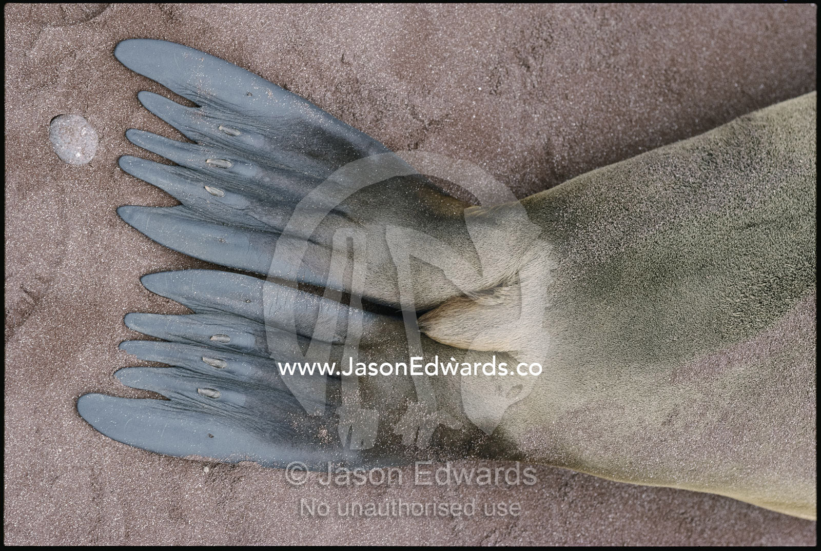 The flippers of a Californian sea lion on a volcanic sand beach. Isla Rabida, Galapagos Islands, Ecuador.