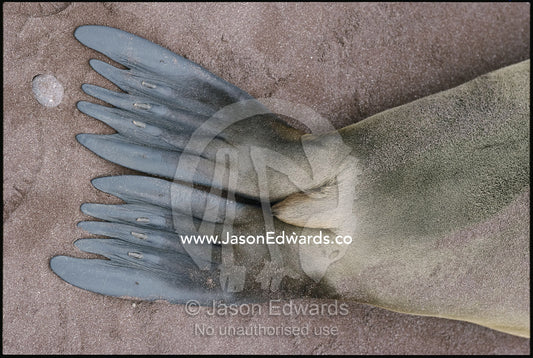 The flippers of a Californian sea lion on a volcanic sand beach. Isla Rabida, Galapagos Islands, Ecuador.