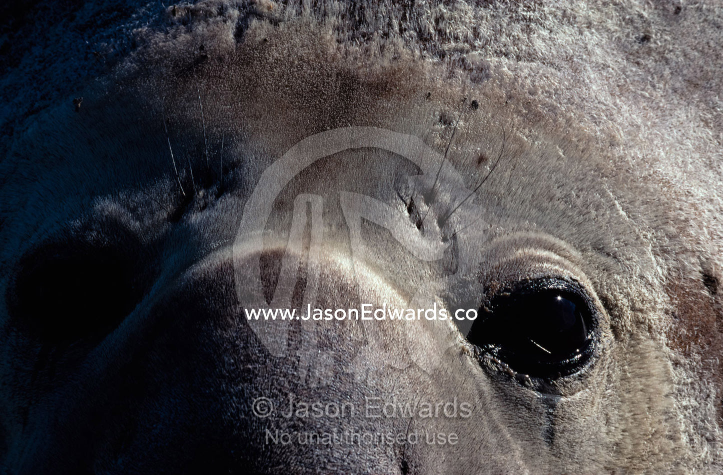 A close-view portrait of a southern elephant seal (Mirounga leonina). Penninsula Valdez, Patagonia, Argentina.