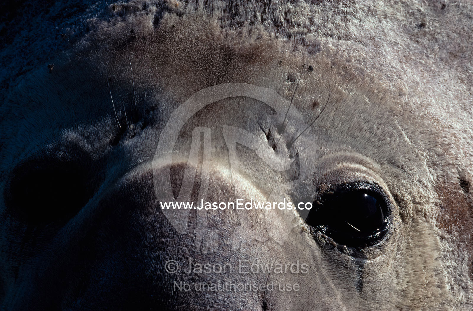 A close-view portrait of a southern elephant seal (Mirounga leonina). Penninsula Valdez, Patagonia, Argentina.