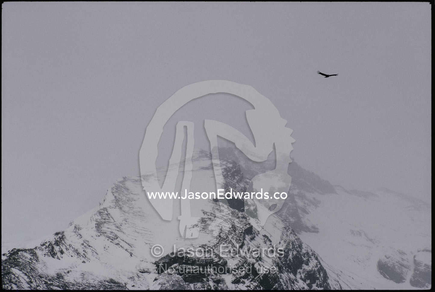 An adean condor (Vultur gryphus) soars over an icefield. Parque Nacional Los Glacieres, Patagonia, Argentina.