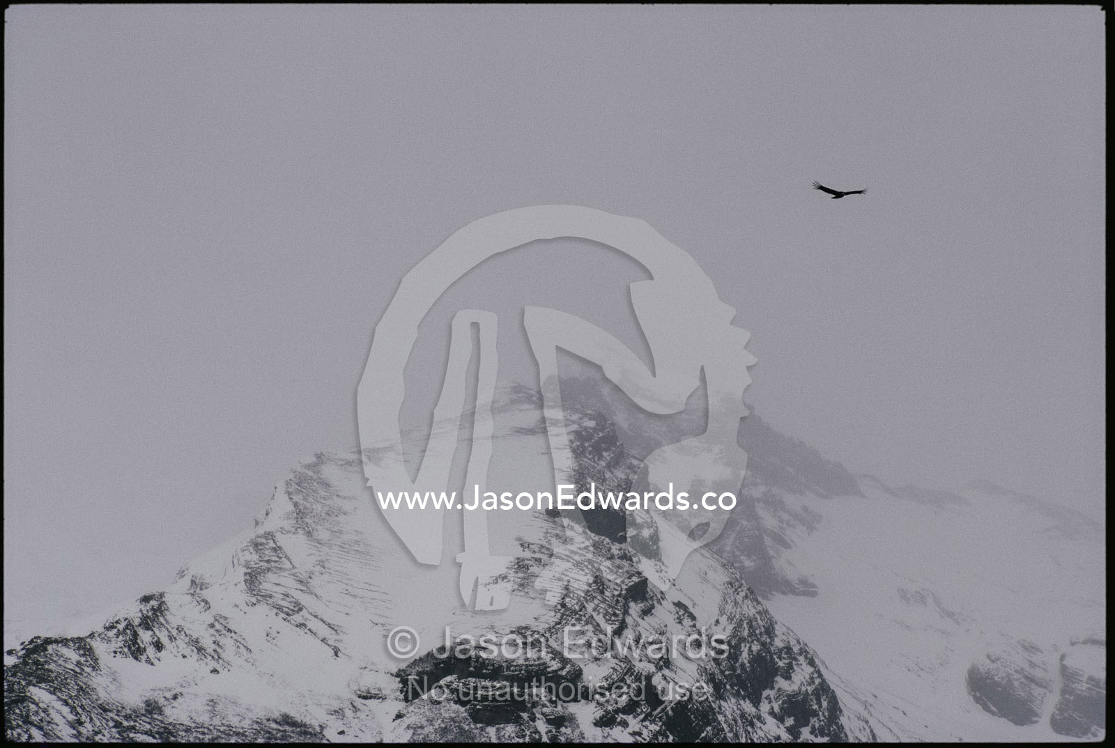 An adean condor (Vultur gryphus) soars over an icefield. Parque Nacional Los Glacieres, Patagonia, Argentina.