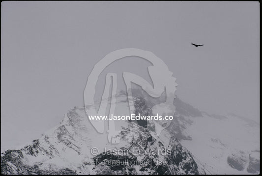 An adean condor (Vultur gryphus) soars over an icefield. Parque Nacional Los Glacieres, Patagonia, Argentina.