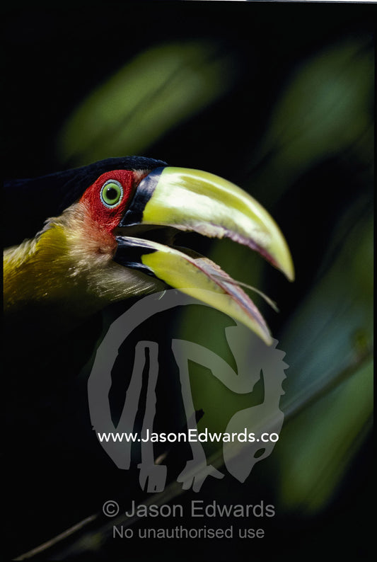 A red-breasted toucan soars toward the camera. Rio State, Brazil